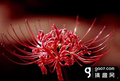 阴阳师彼岸花线索图分享 彼岸花信物线索图片是什么
