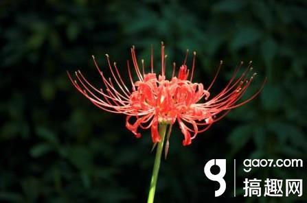 阴阳师彼岸花线索图分享 彼岸花信物线索图片是什么
